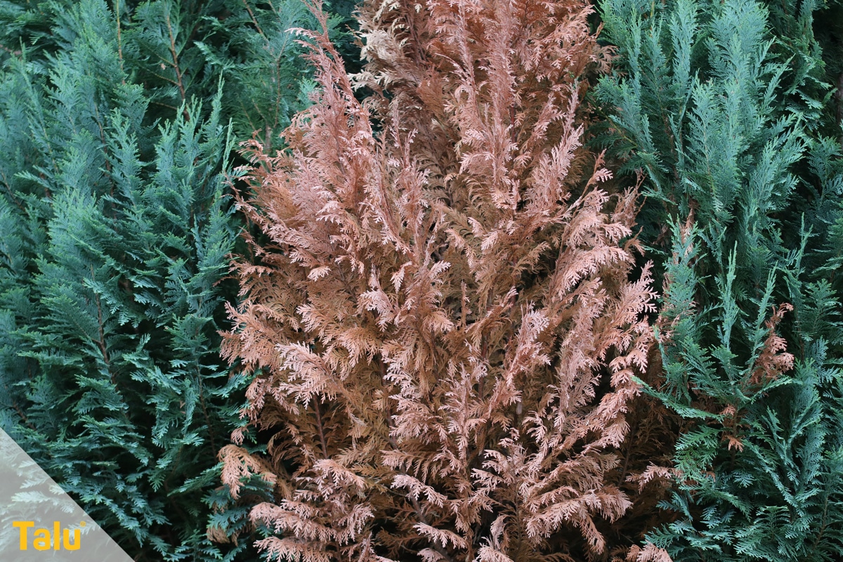 Braune Koniferen retten, braune Thuja