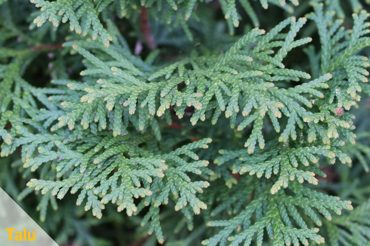 Braune Koniferen retten, Thuja, Lebensbaum