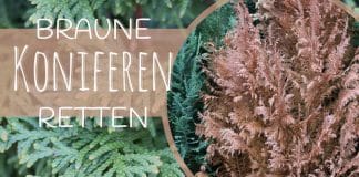 Braune Koniferen retten, so werden sie wieder grün