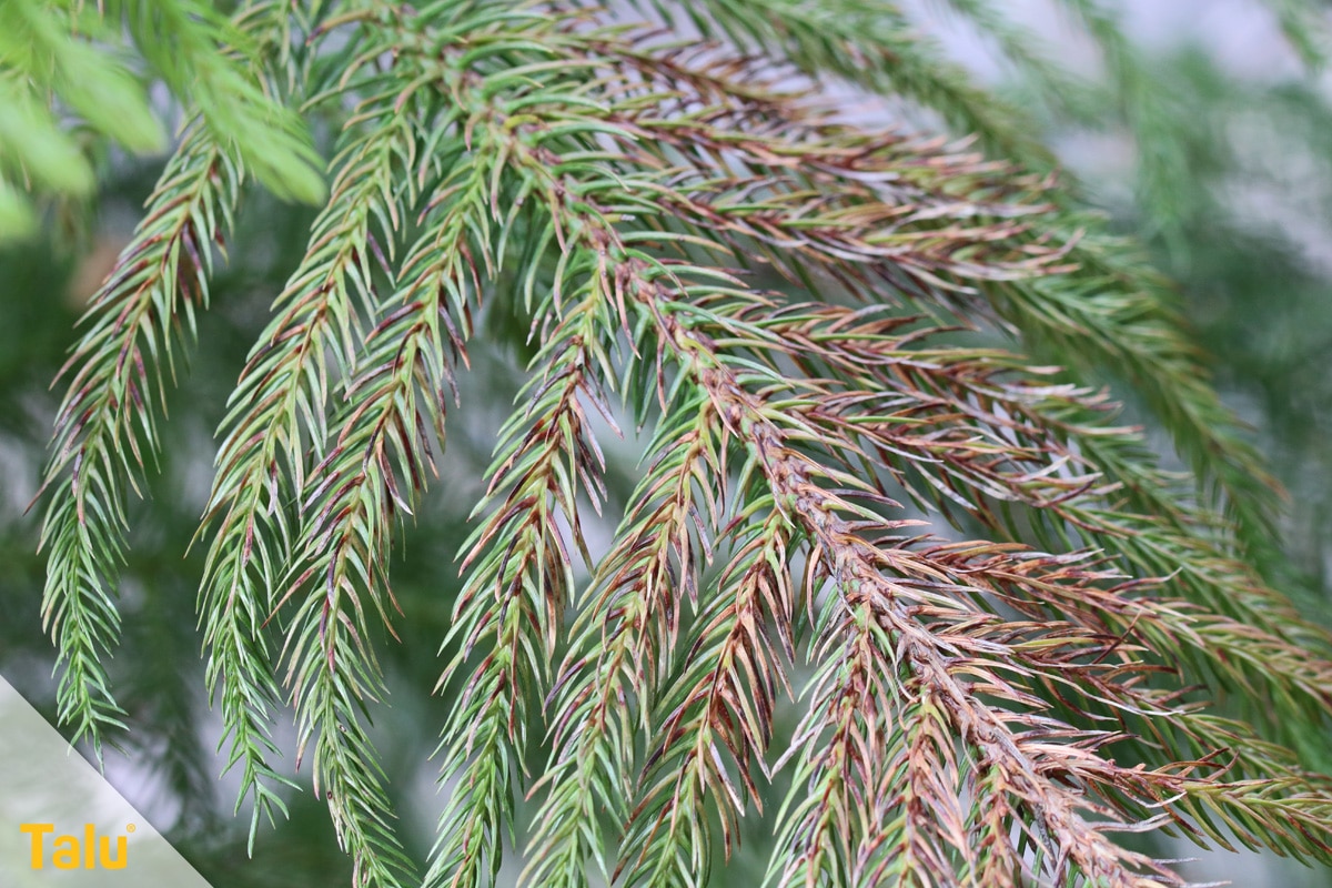 Braune Koniferen retten, braune Zimmertanne, Araucaria heterophylla