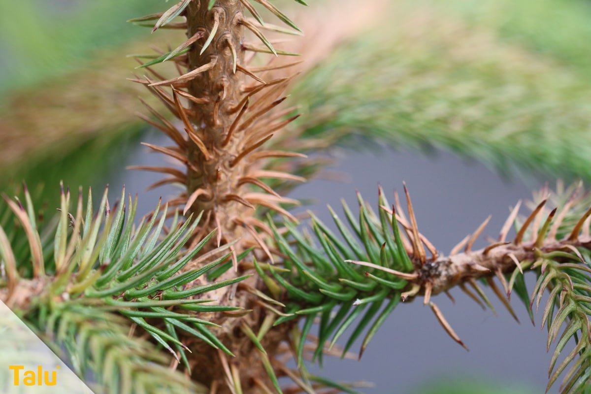 Braune Koniferen retten, vertrocknete Zimmertanne, Araucaria heterophylla