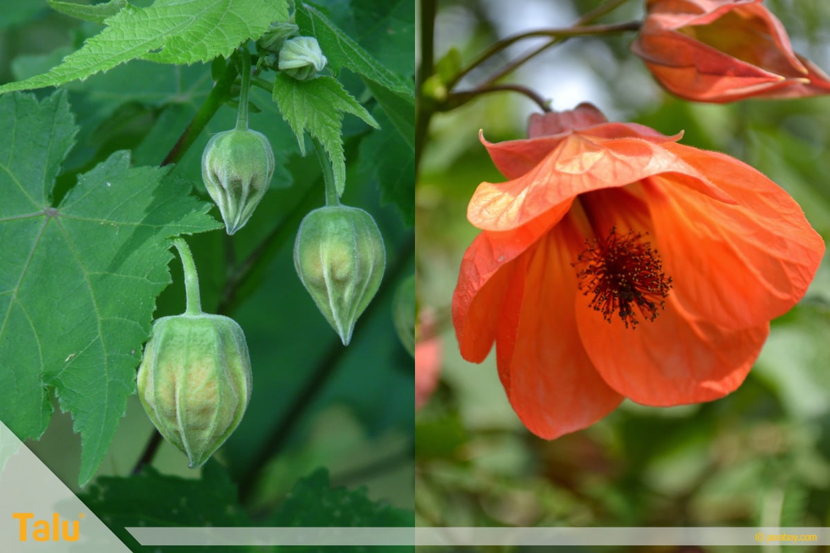 Sonne liebende Zimmerpflanzen, Schönmalve, Abutilon