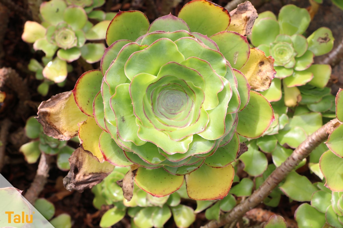 Sonne liebende Zimmerpflanzen, Dickblattgewächs, Aeonium undulatum