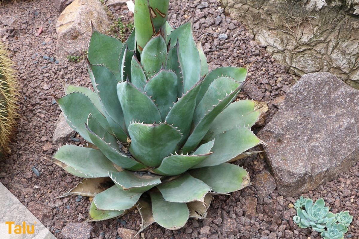 Sonne liebende Zimmerpflanzen, Agaven, Agave