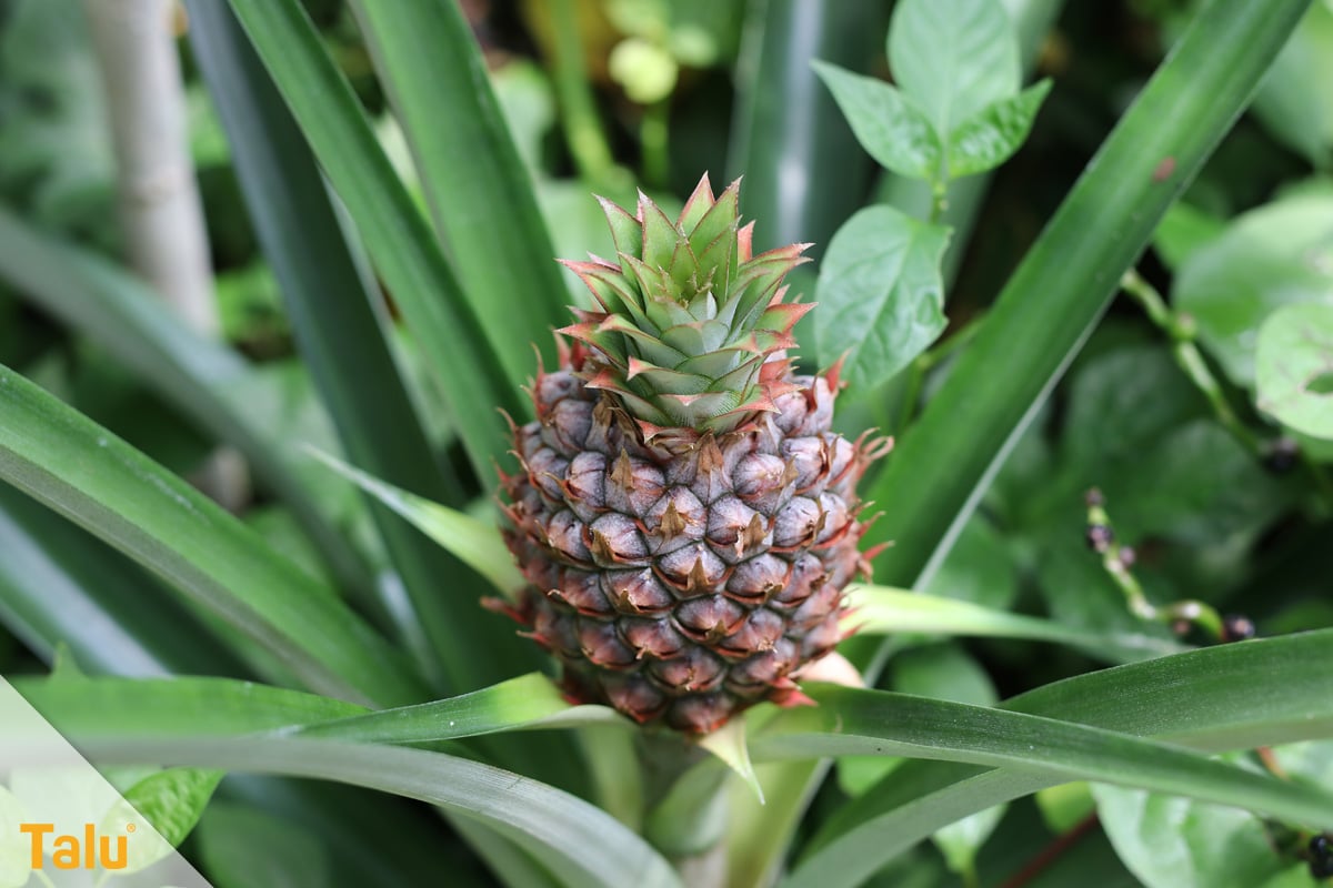 Sonne liebende Zimmerpflanzen, Ananas, Ananas comosus