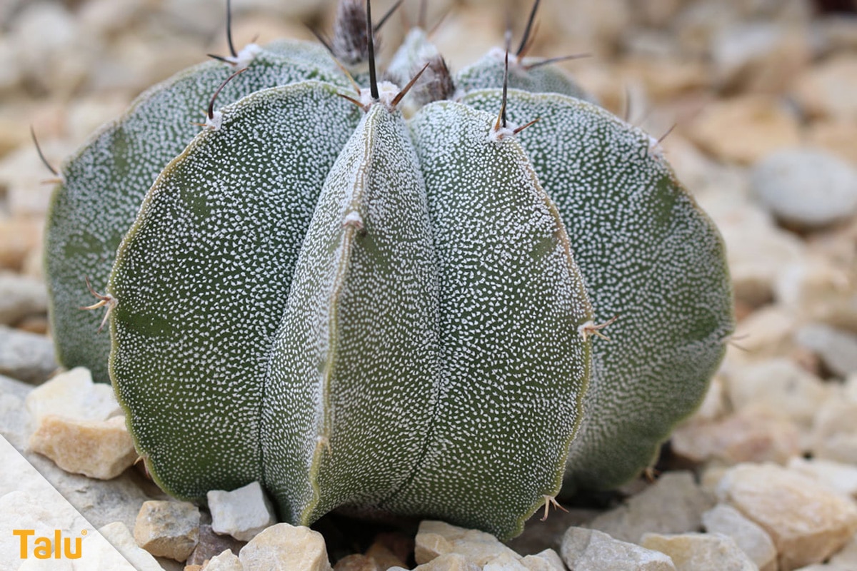Sonne liebende Zimmerpflanzen, Bischofsmütze, Astrophytum myriostigma