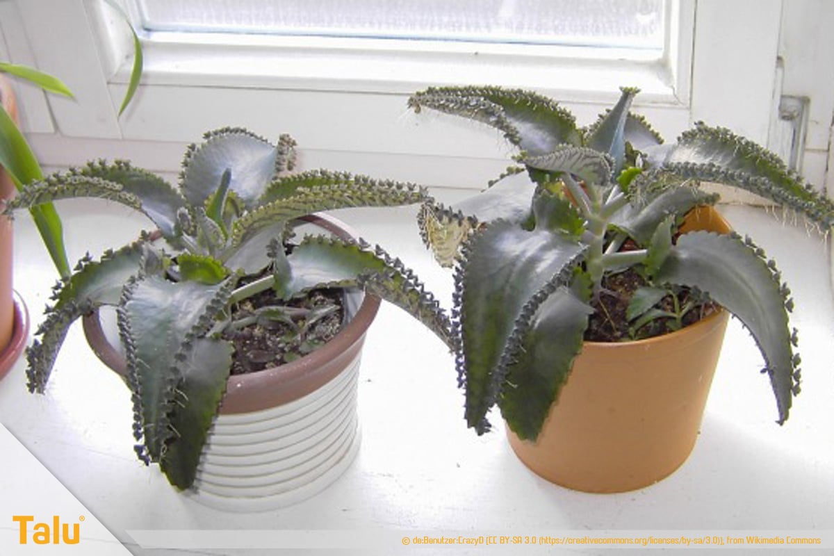 Sonne liebende Zimmerpflanzen, Brutblätter, Bryophyllum