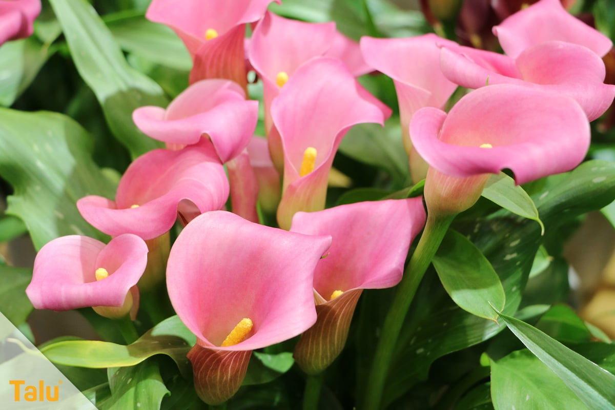 Sonne liebende Zimmerpflanzen, Calla, Zantedeschia