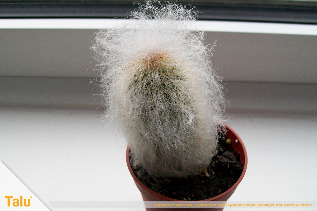 Sonne liebende Zimmerpflanzen, Greisenhaupt, Cephalocereus senilis