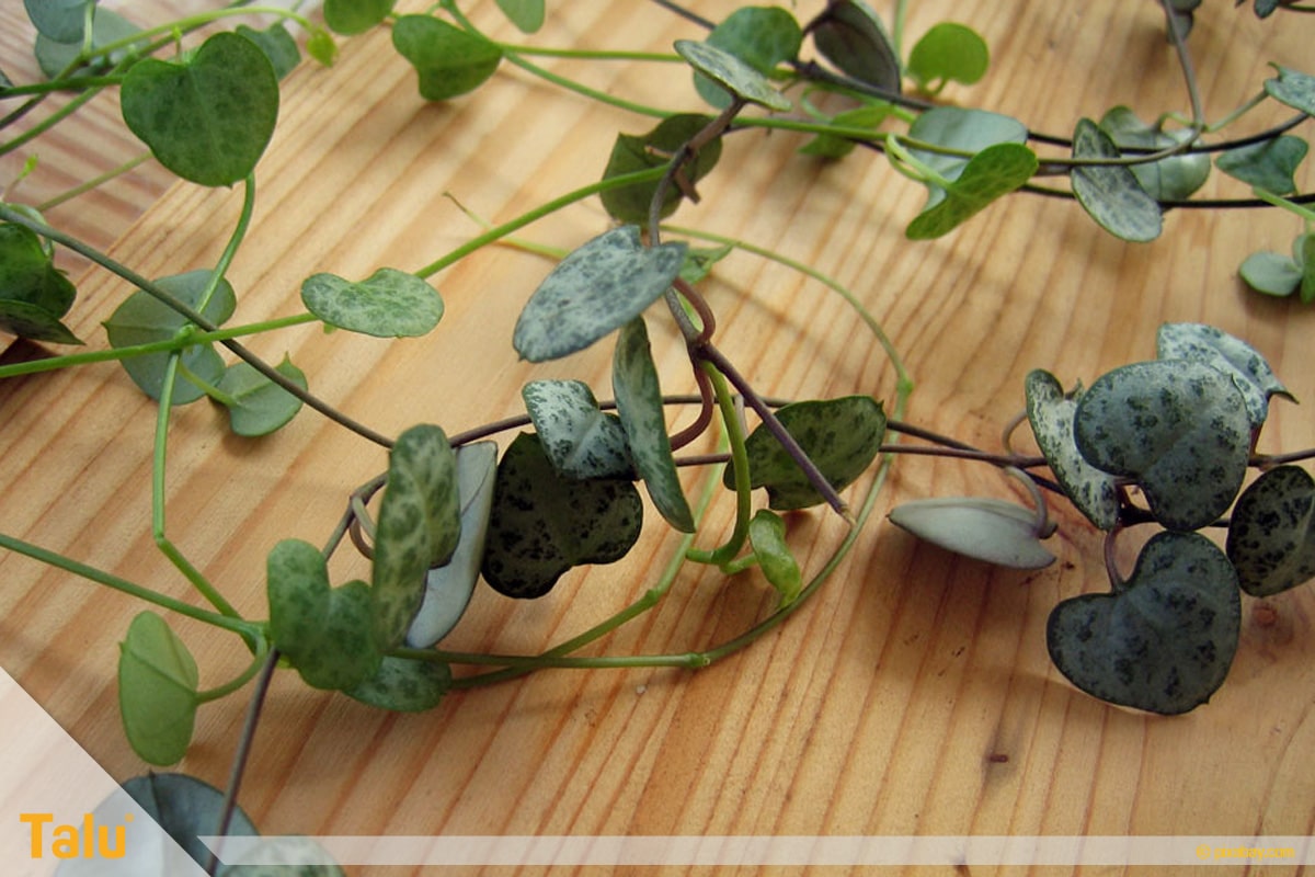 Sonne liebende Zimmerpflanzen, Leuchterblume, Ceropegia woodii