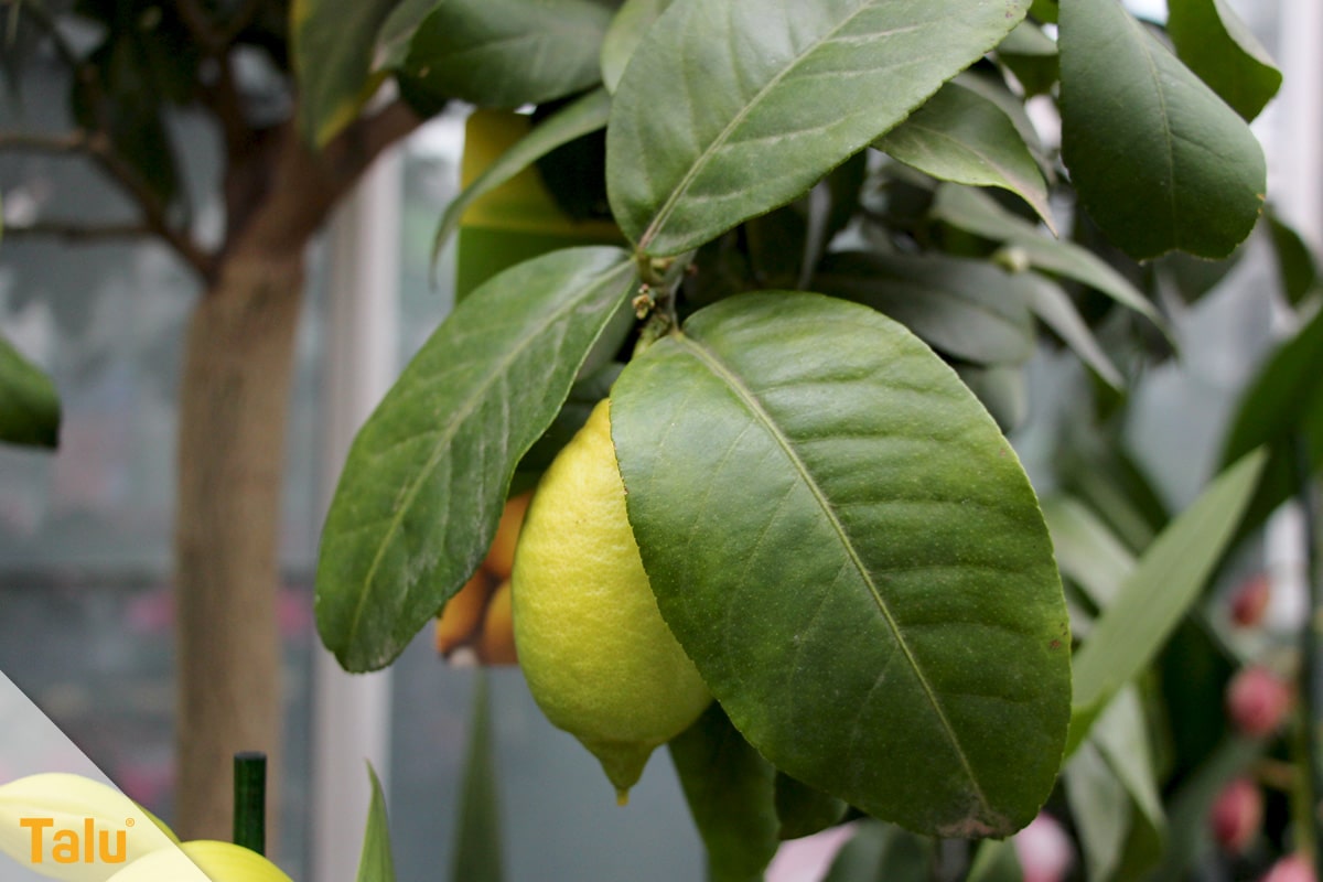 Sonne liebende Zimmerpflanzen, Zitronenbaum, Citrus limon