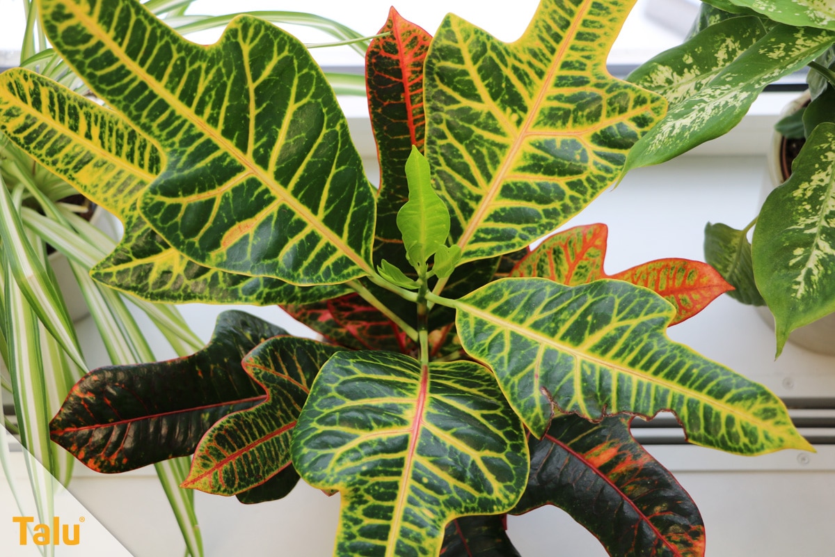 Sonne liebende Zimmerpflanzen, Wunderstrauch, Codiaeum variegatum