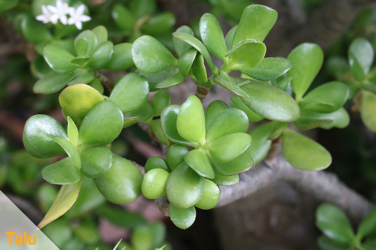 Sonne liebende Zimmerpflanzen, Pfennigbaum, Crassula arborescens