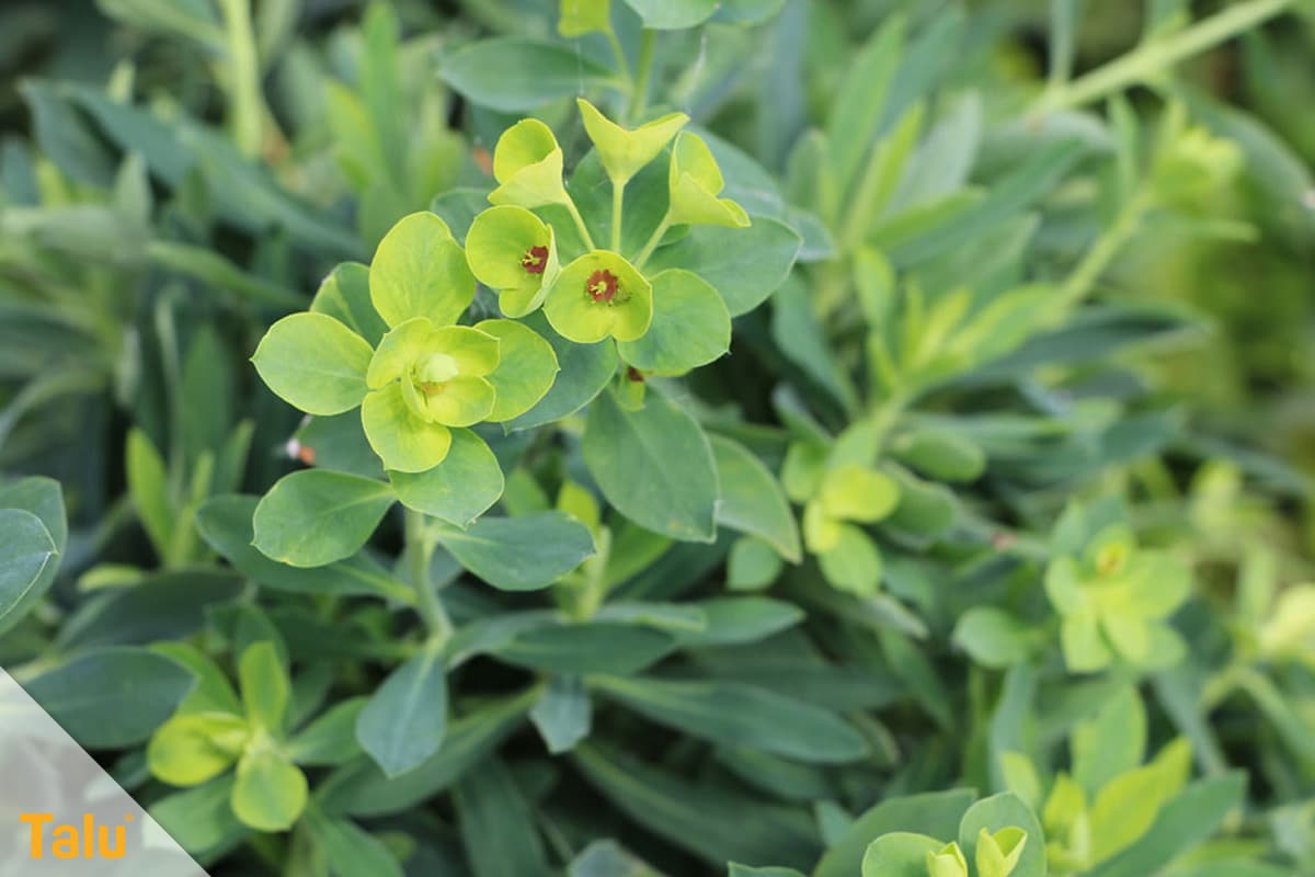 Sonne liebende Zimmerpflanzen, Wolfsmilch, Euphorbia