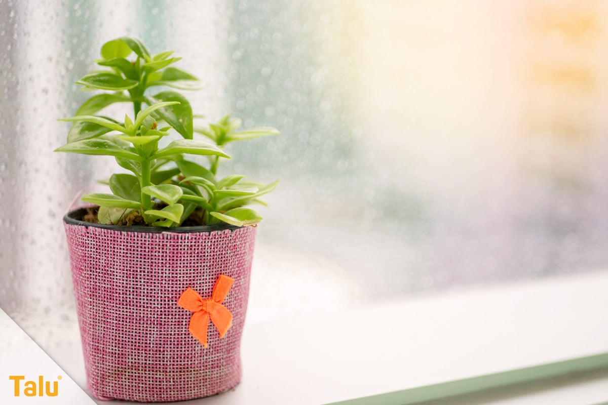Sonne liebende Zimmerpflanzen, Pflanze am Fenster
