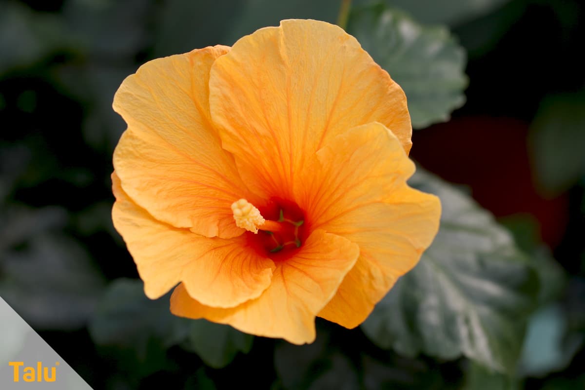 Sonne liebende Zimmerpflanzen, Chinesischer Roseneibisch, Hibiscus rosa sinensis