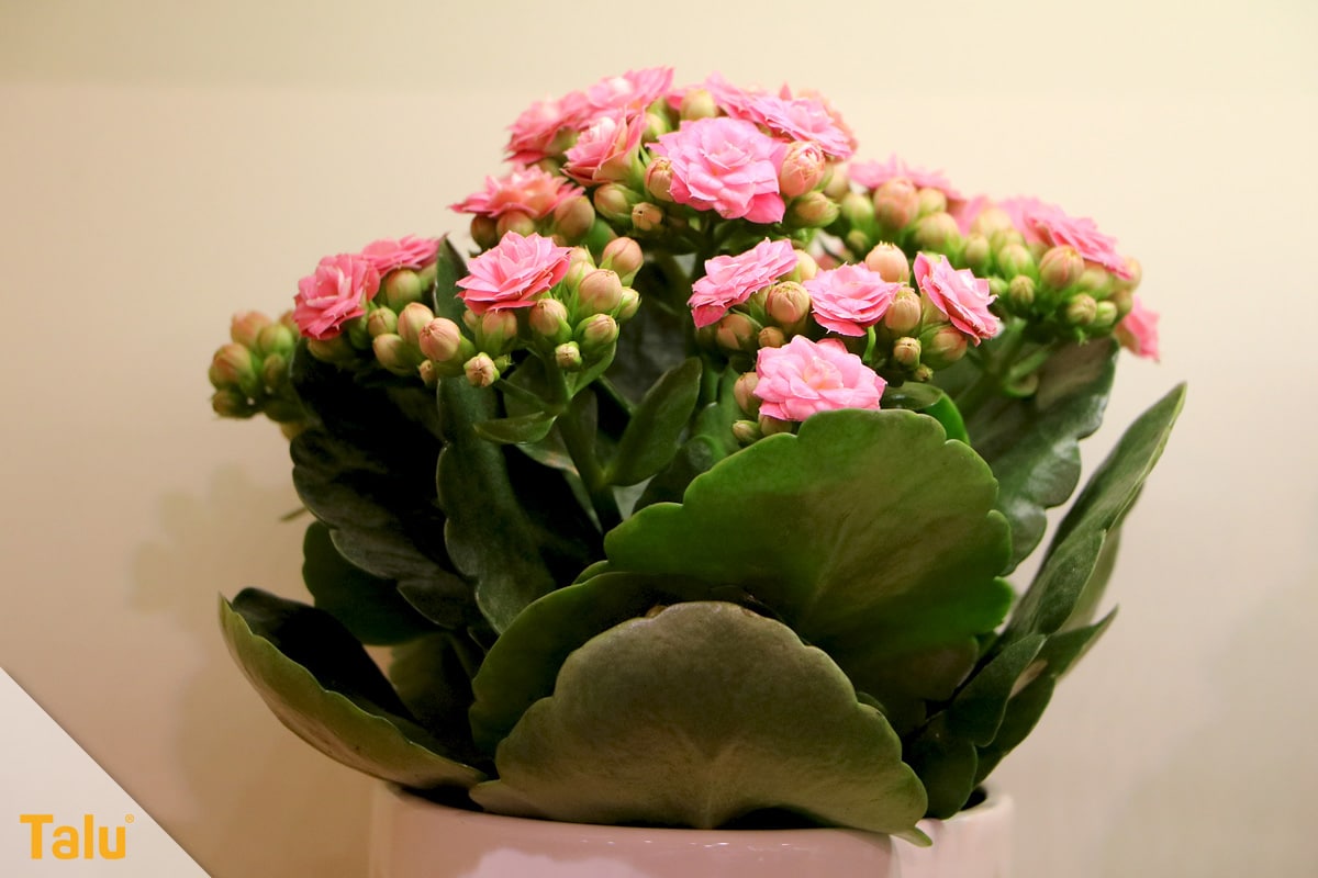Sonne liebende Zimmerpflanzen, Flammendes Käthchen, Kalanchoe