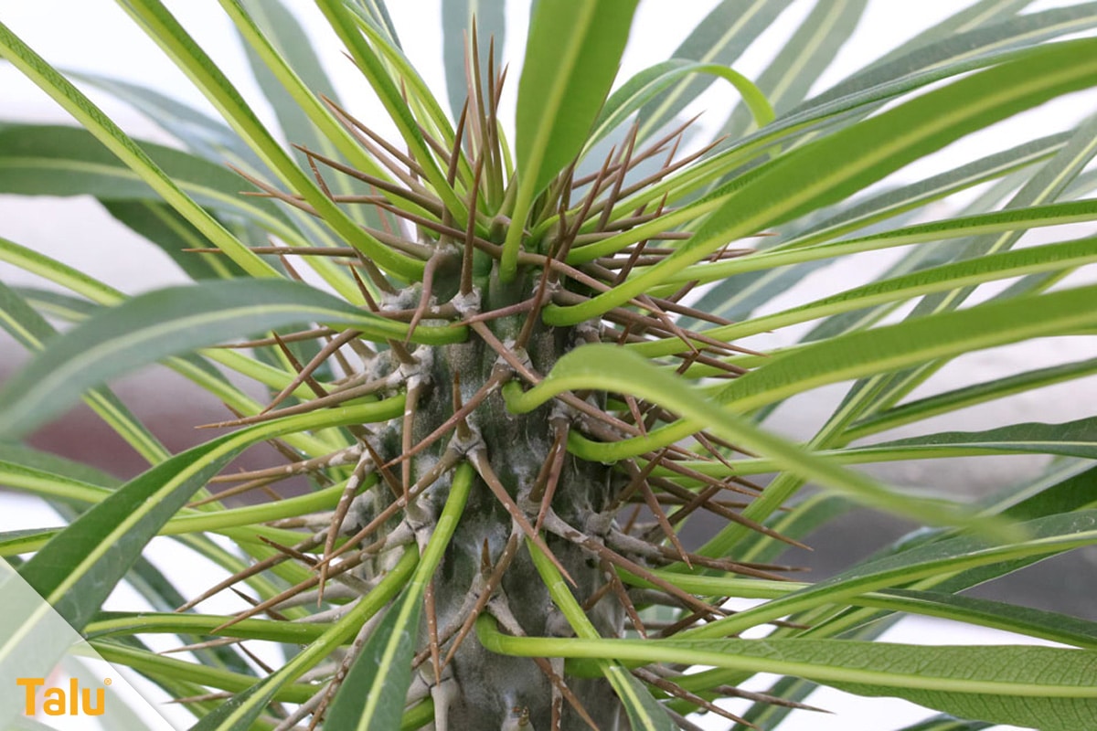 Sonne liebende Zimmerpflanzen, Madagaskarpalme, Pachypodium lamerei