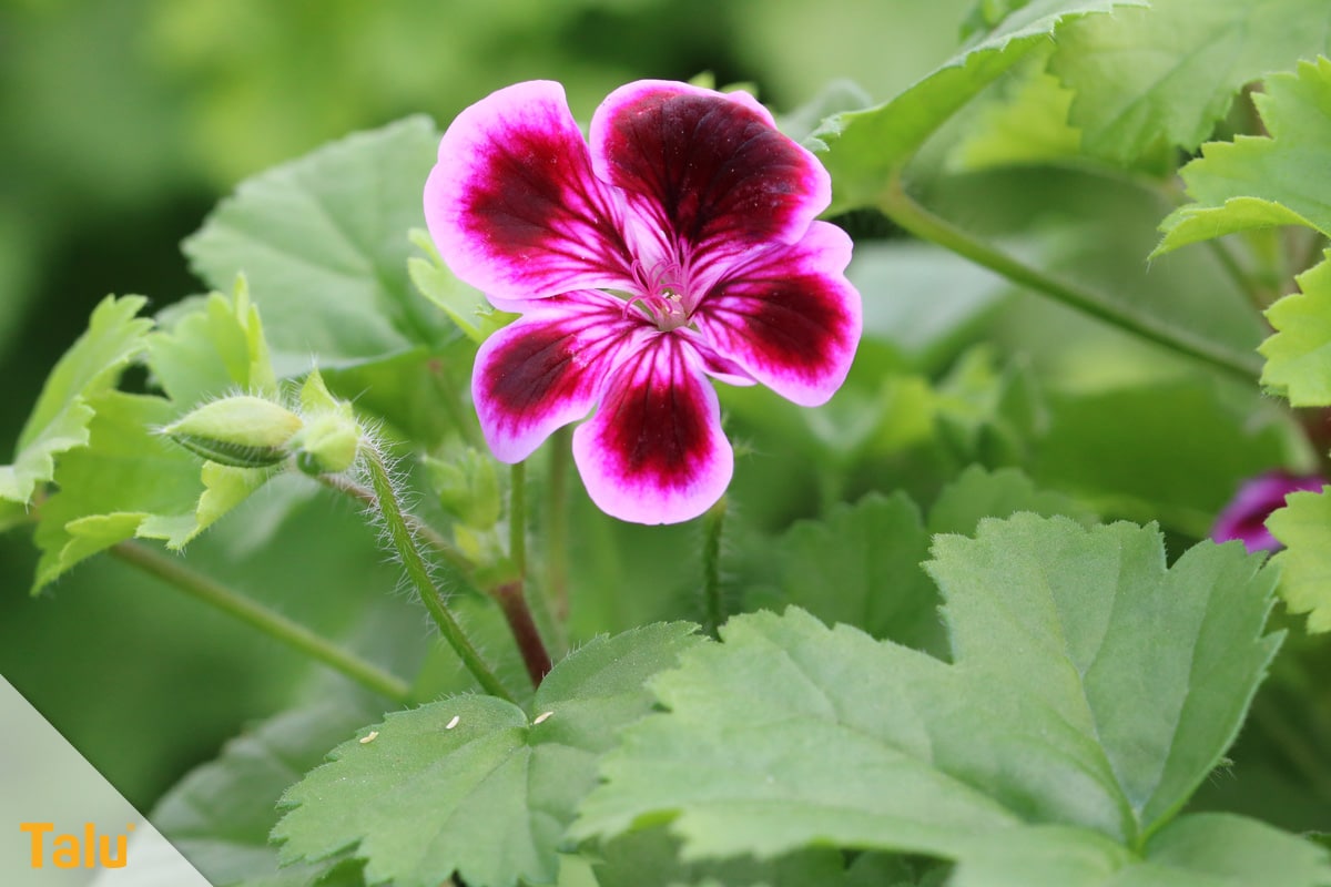 Sonne liebende Zimmerpflanzen, Edelgeranie, Pelargonium randiflorum