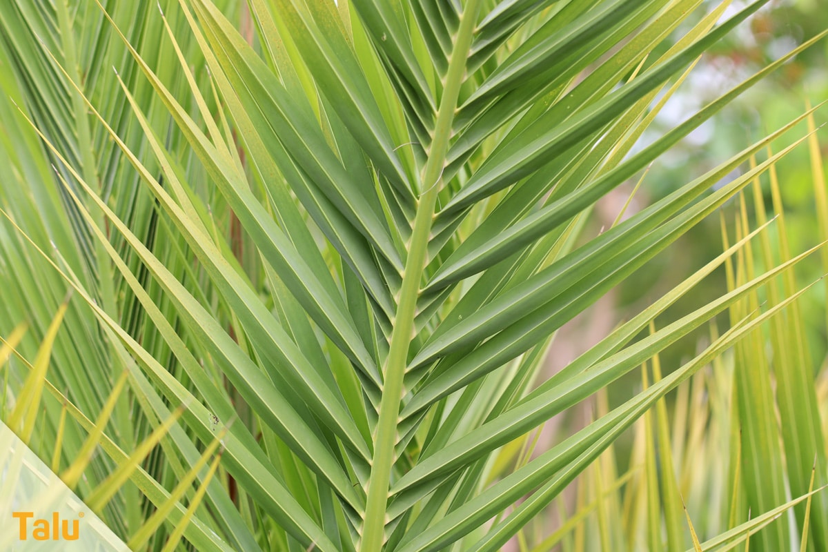 Sonne liebende Zimmerpflanzen, Kanarische Dattelpalme, Phoenix canariensis