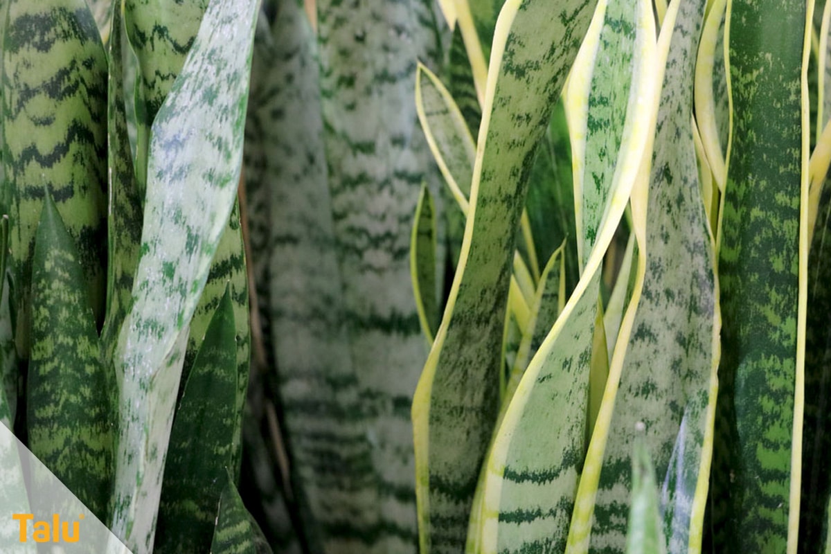 Sonne liebende Zimmerpflanzen, Bogenhanf, Sansevieria trifasciata