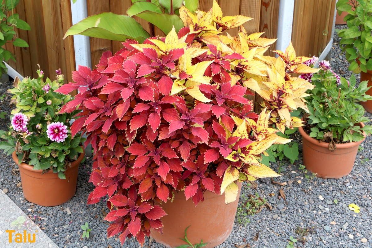 Sonne liebende Zimmerpflanzen, Buntnessel, Solenostemon scutellarioides
