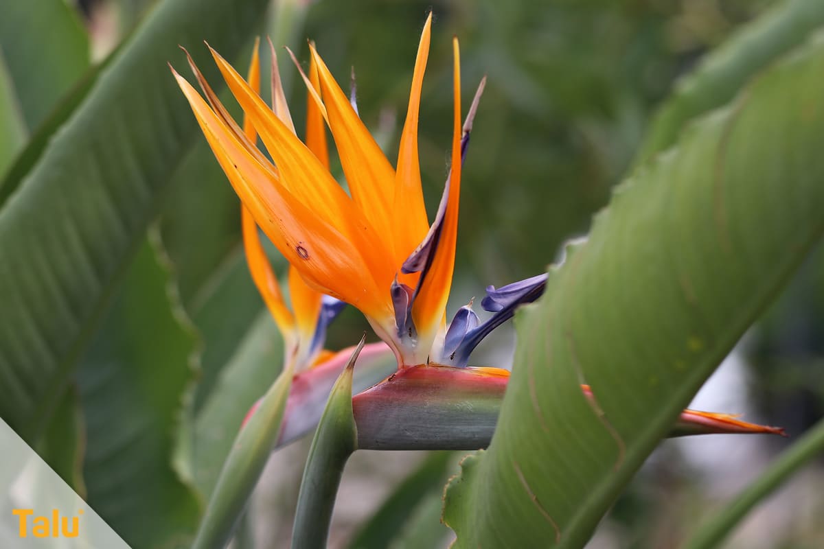 Sonne liebende Zimmerpflanzen, Paradiesvogelblume, Strelitzia reginae