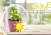 Sonne liebende Zimmerpflanzen, Pflanzen für die Südseite/Südfenster