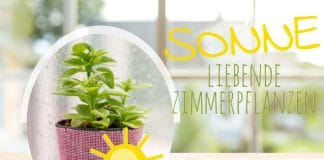 Sonne liebende Zimmerpflanzen, Pflanzen für die Südseite/Südfenster