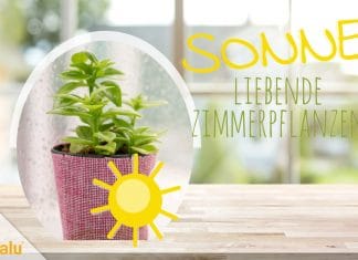 Sonne liebende Zimmerpflanzen, Pflanzen für die Südseite/Südfenster