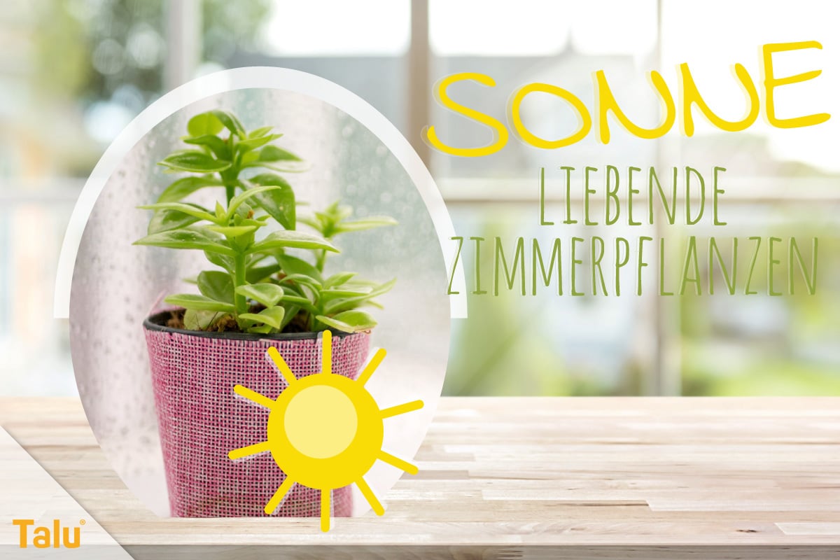 Sonne liebende Zimmerpflanzen, Pflanzen für die Südseite/Südfenster