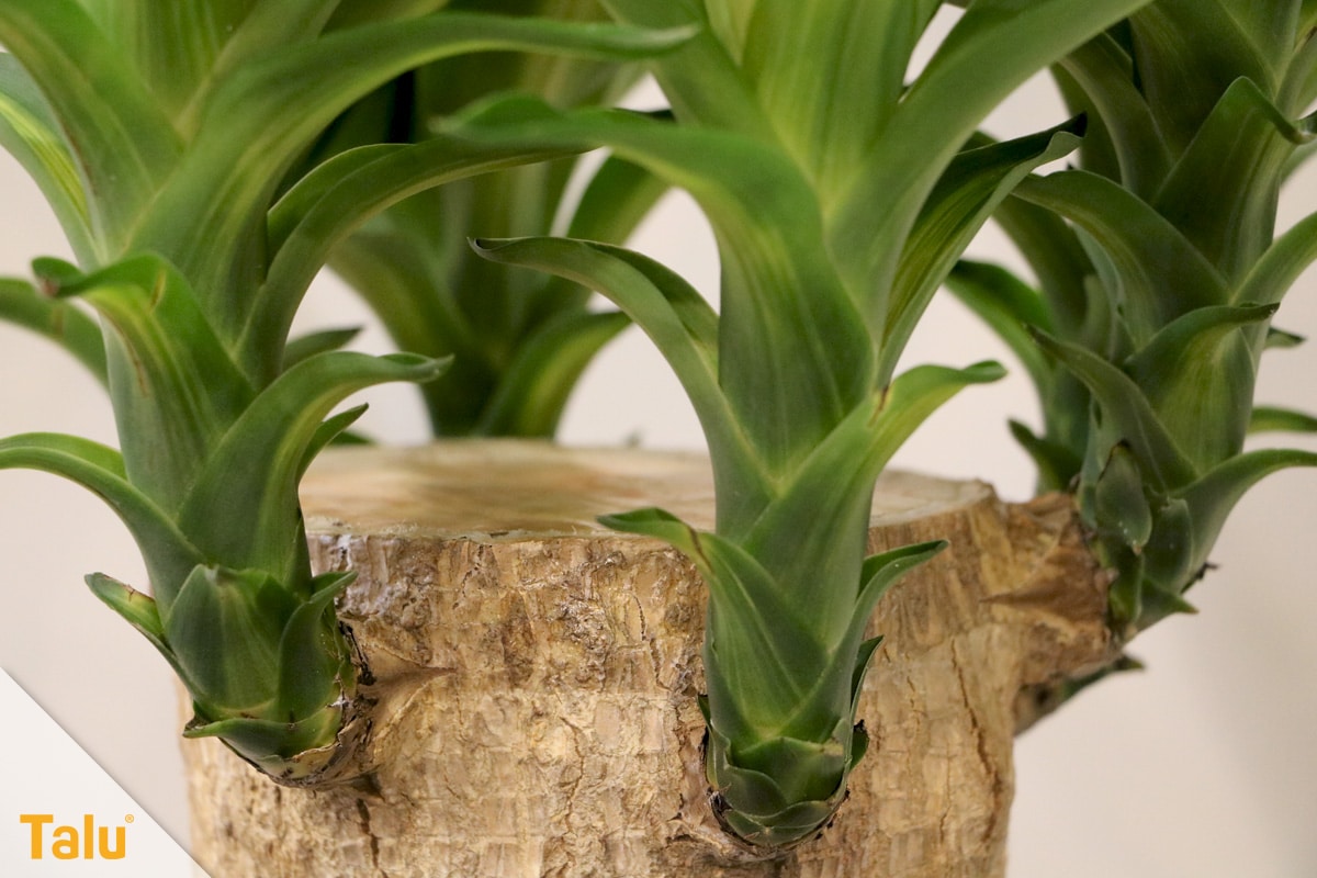 Sonne liebende Zimmerpflanzen, Yucca-Palme, Palmlilie
