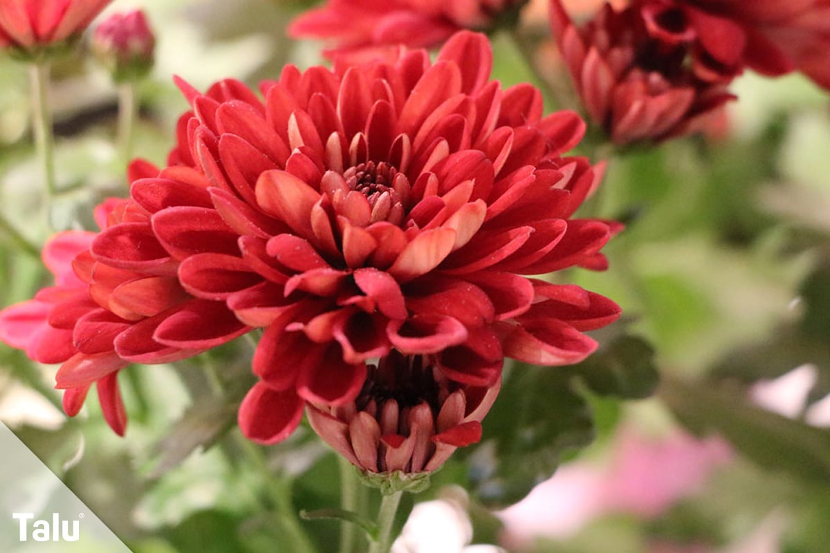 ideale Balkonpflanzen für schattige Standorte, Chrysanthemen