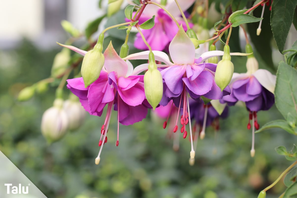 ideale Balkonpflanzen für schattige Standorte, Fuchsien