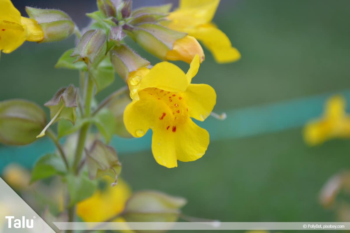 ideale Balkonpflanzen für schattige Standorte, Gauklerblume
