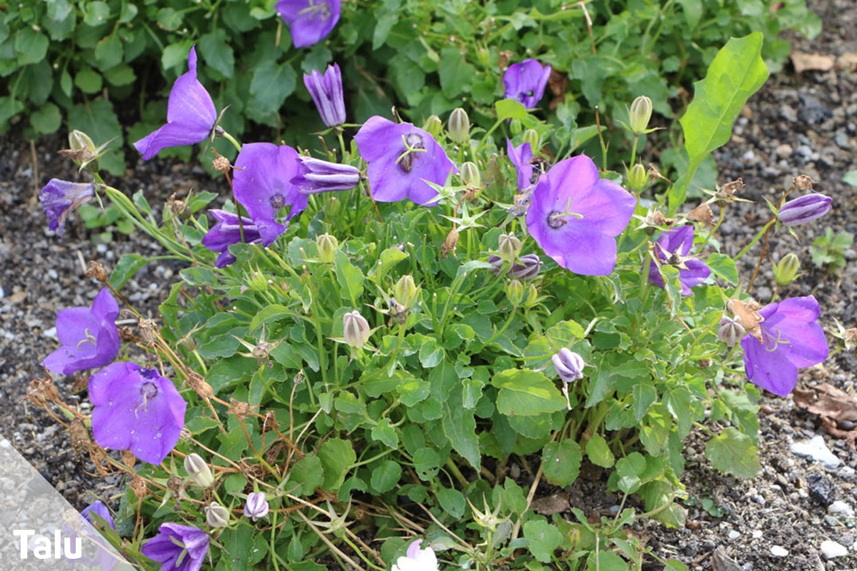 ideale Balkonpflanzen für schattige Standorte, Karpaten-Glockenblume