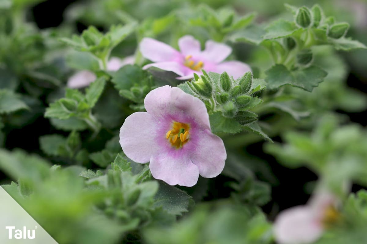 ideale Balkonpflanzen für schattige Standorte, Schneeflockenblume