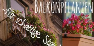 ideale Balkonpflanzen für schattige Standorte