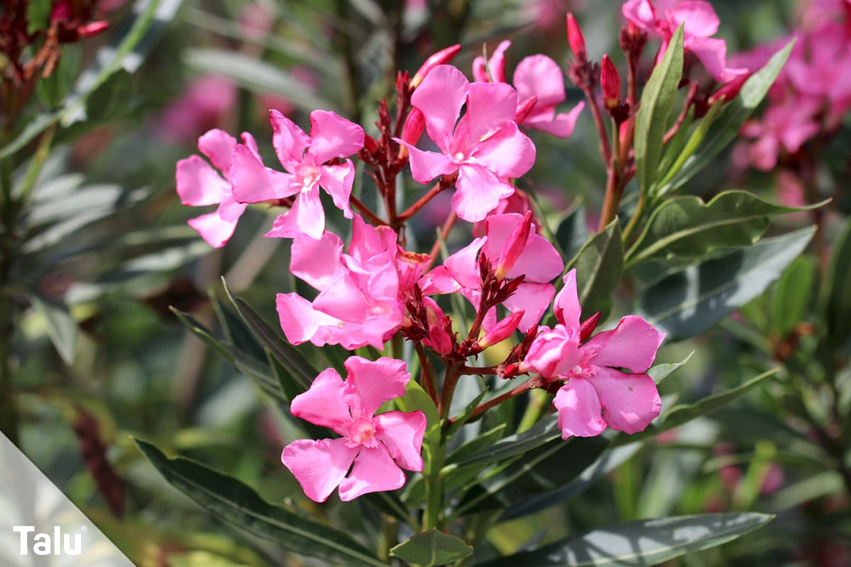 Oleander umtopfen, Zeitpunkt, Oleander mit Blüten
