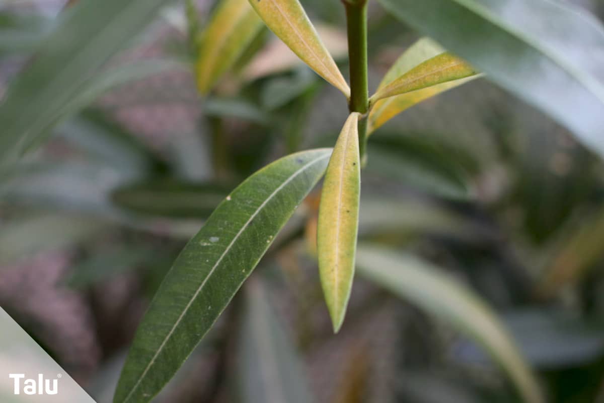 Oleander umtopfen, Zeitpunkt, Gesundheitszustand des Oleanders