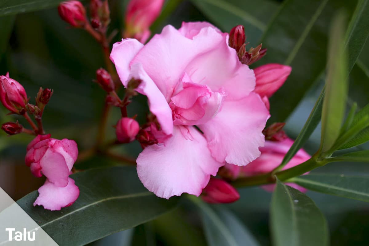 Oleander umtopfen, Zeitpunkt, Oleander in der Blütezeit