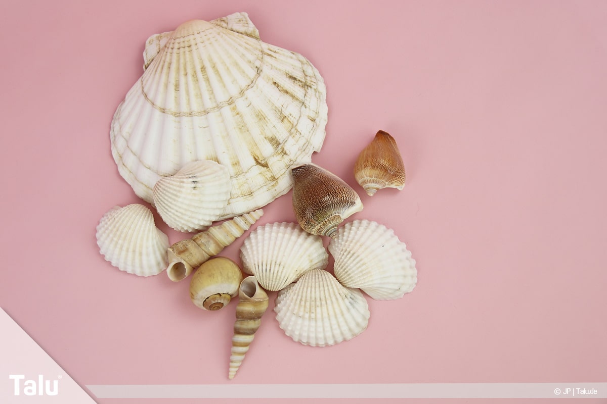 Basteln mit Steinen und Muscheln, Ideen, verschiedene Muscheln