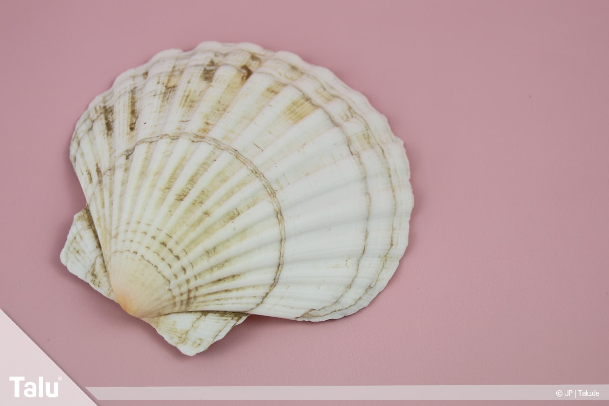 Basteln mit Steinen und Muscheln, Ideen, Jakobsmuschel