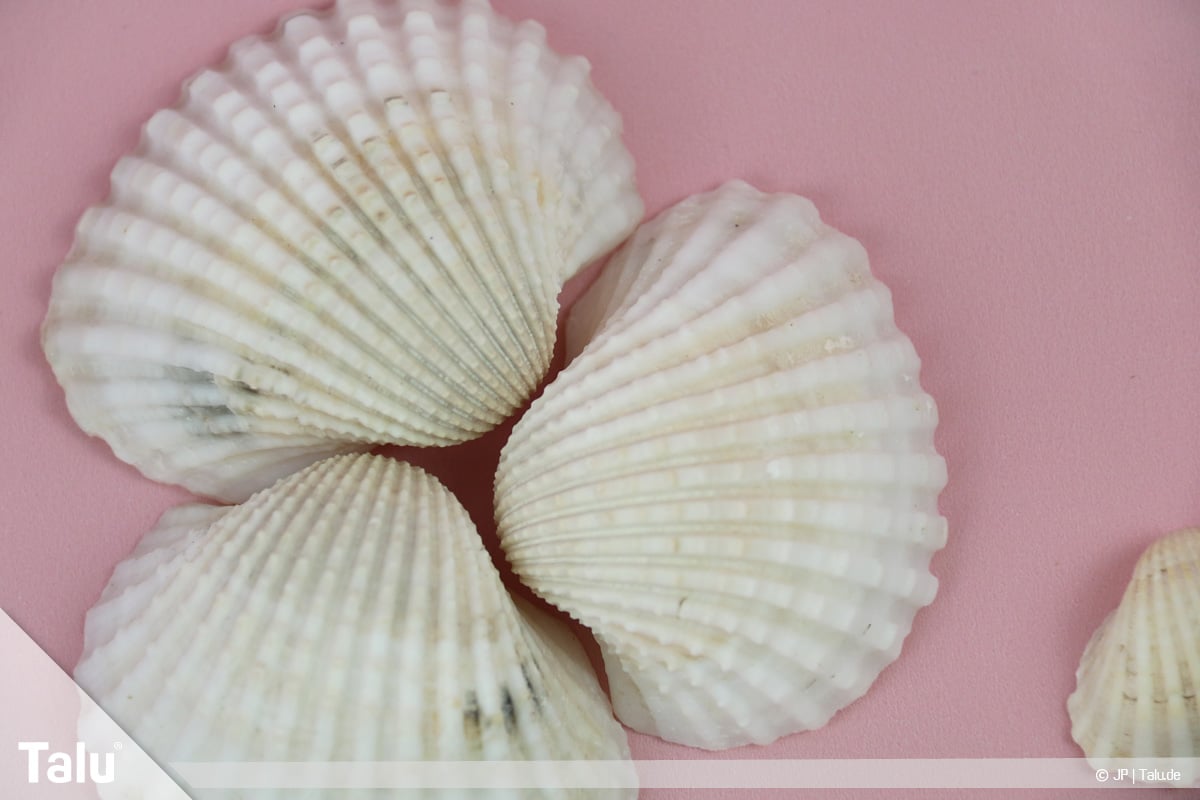 Basteln mit Steinen und Muscheln, Ideen, Herz-Muscheln