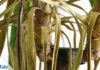 Yucca-Palme verliert Blätter