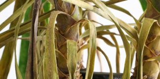 Yucca-Palme verliert Blätter