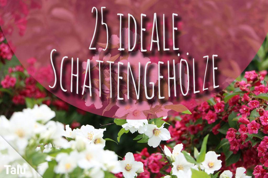 25 Schattengehölze