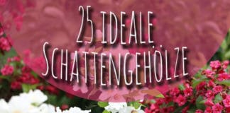 25 Schattengehölze