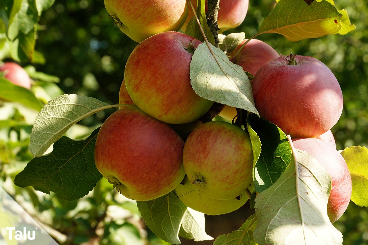 Apfelbaum