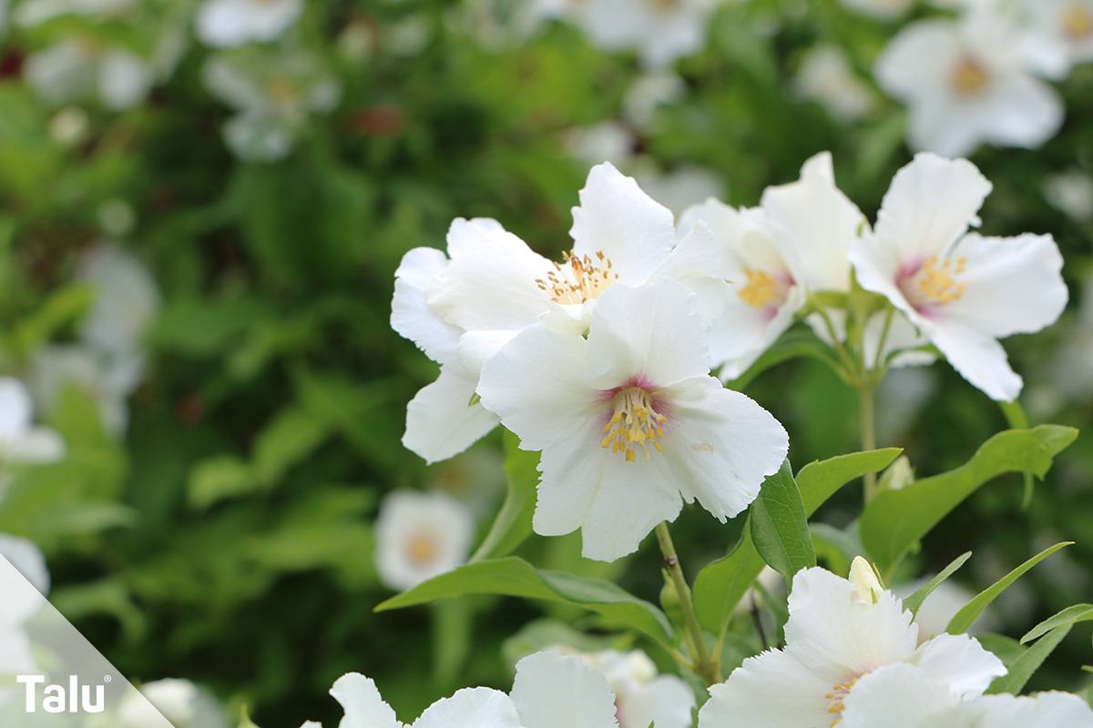 Bauernjasmin
